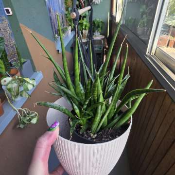 Sansevieria