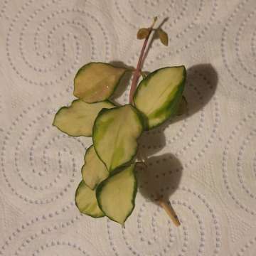 Hoya heuschkeliana variegata