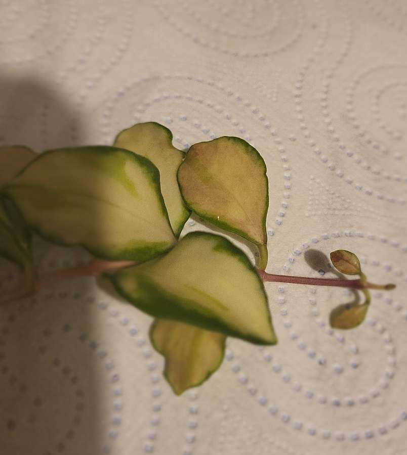 Hoya heuschkeliana variegata 2