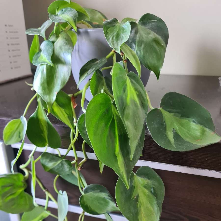 Philodendron scandens 'Brasil'- sadzonki