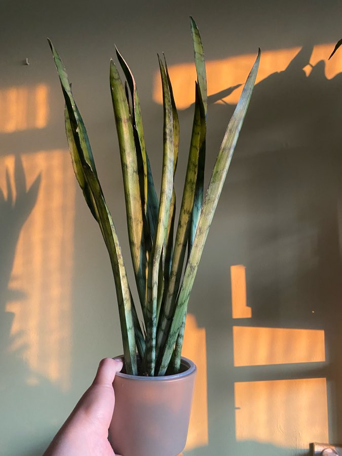 Sansevieria Spearmint - rzadko spotykana 2