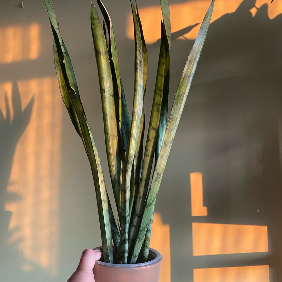 Sansevieria Spearmint - rzadko spotykana