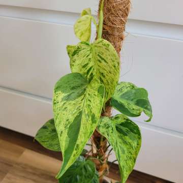 Hederaceum variegata