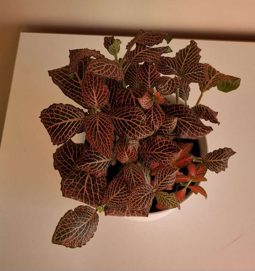 Fittonia 2