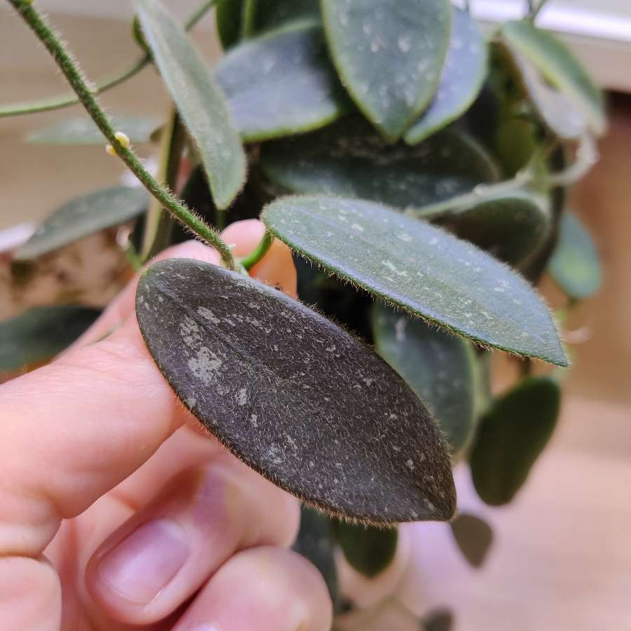 Hoya thosmsonii