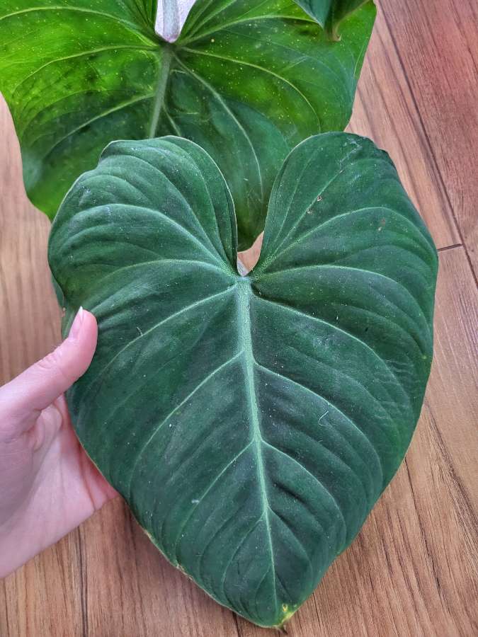 Philodendron Gloriosum 4