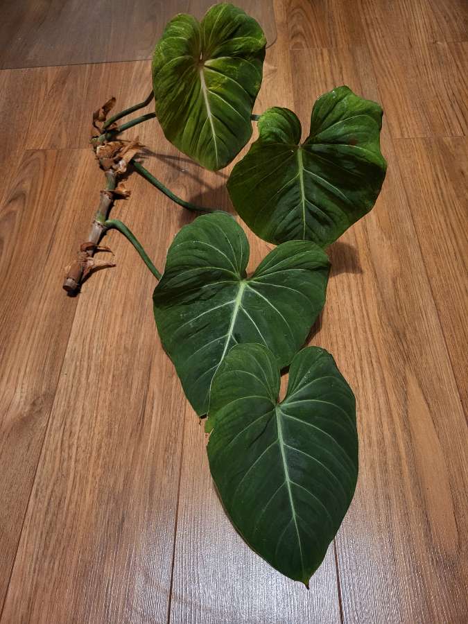 Philodendron Gloriosum 5