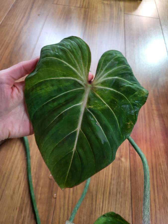 Philodendron Gloriosum 3