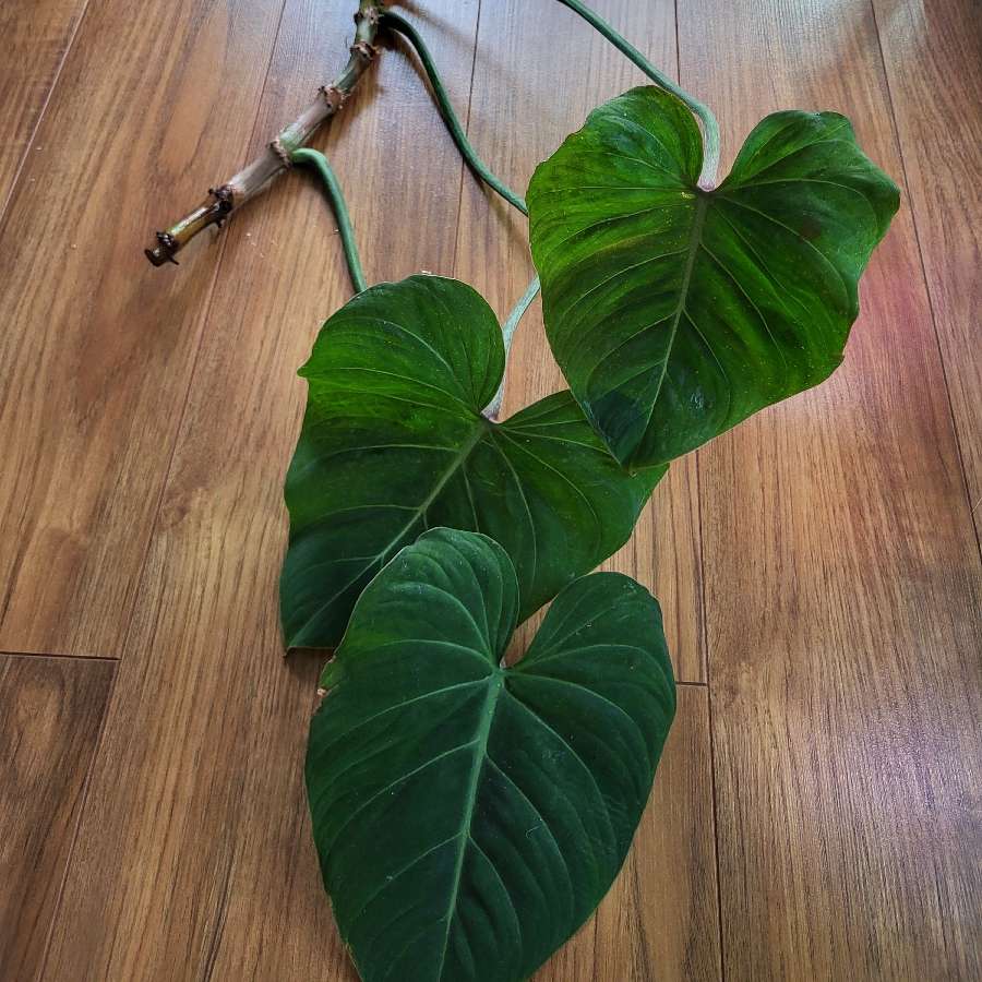Philodendron Gloriosum