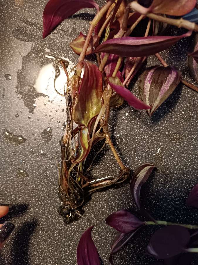 Tradescantia 'purple passion' trzyktotka 3