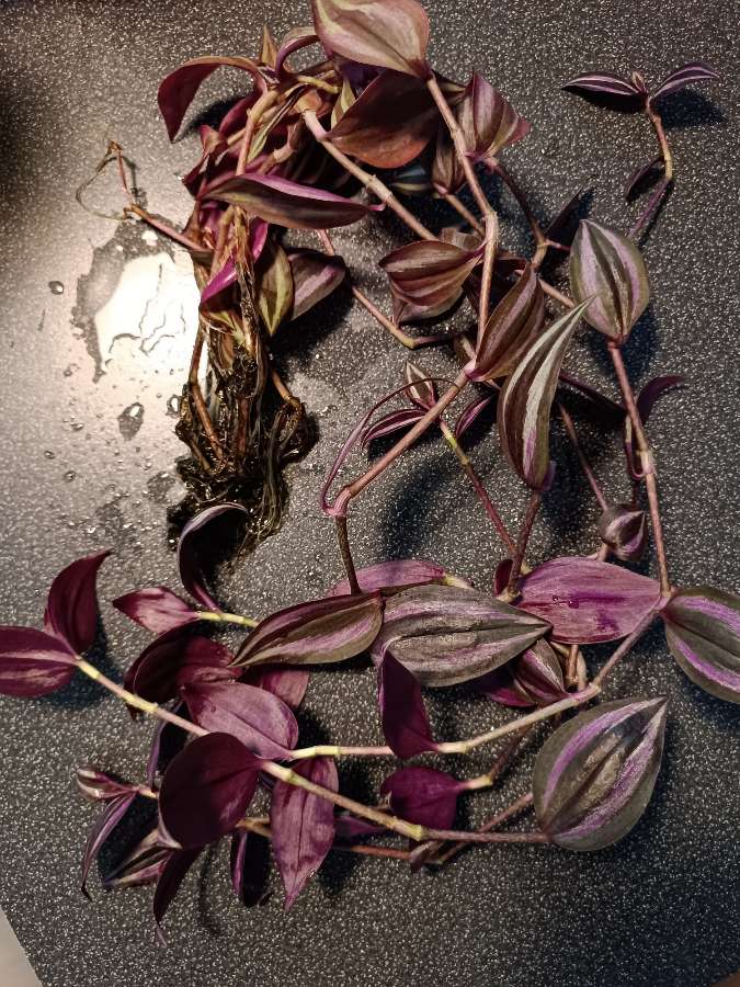 Tradescantia 'purple passion' trzyktotka 2