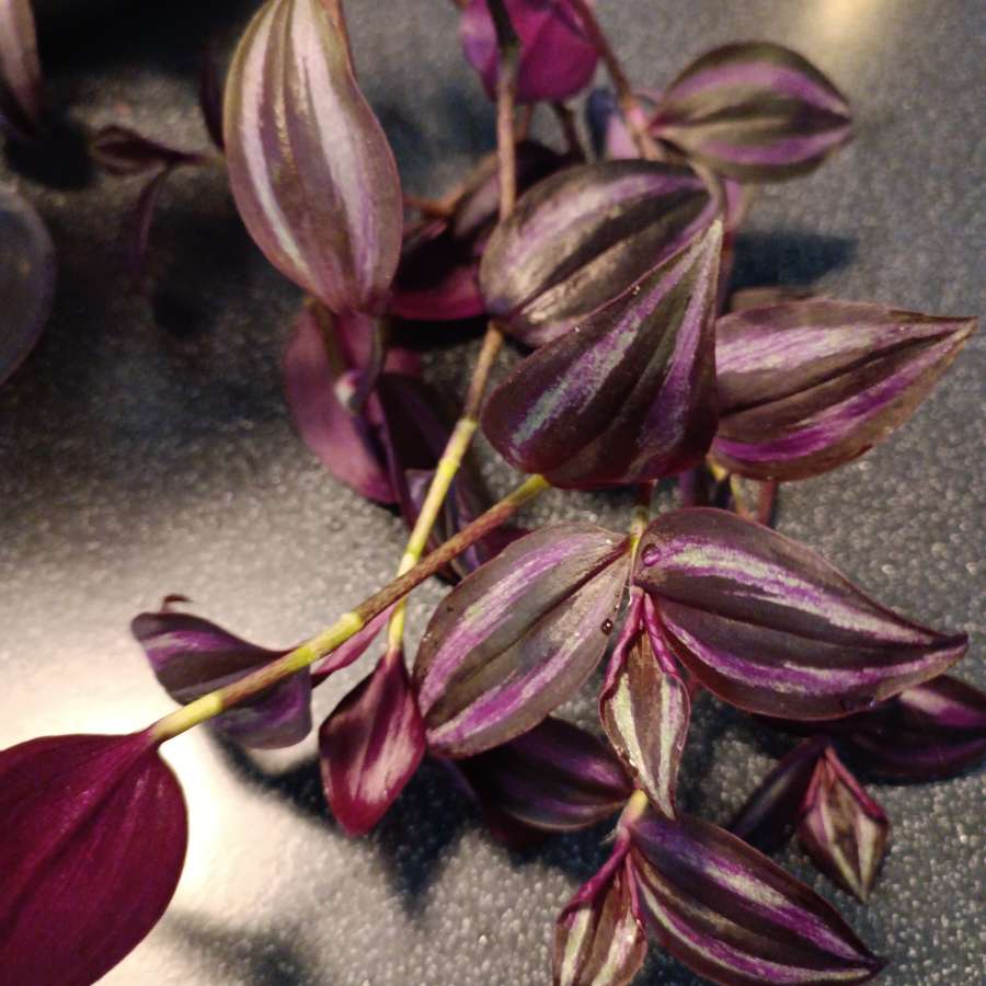 Tradescantia 'purple passion' trzyktotka