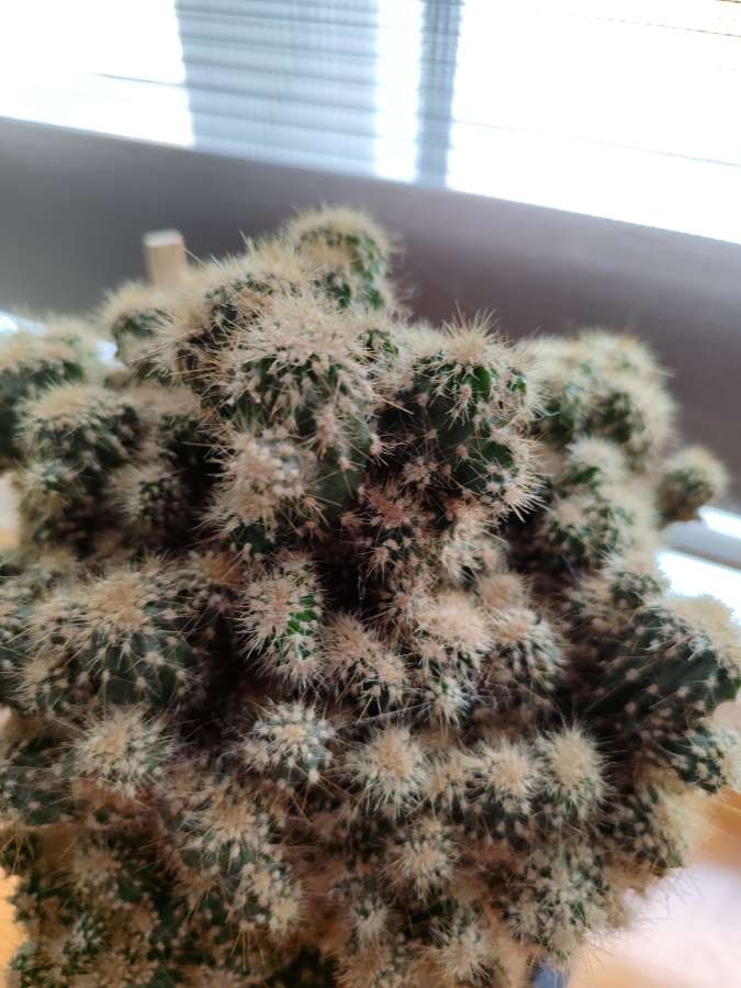 Kaktus monstruosa 5