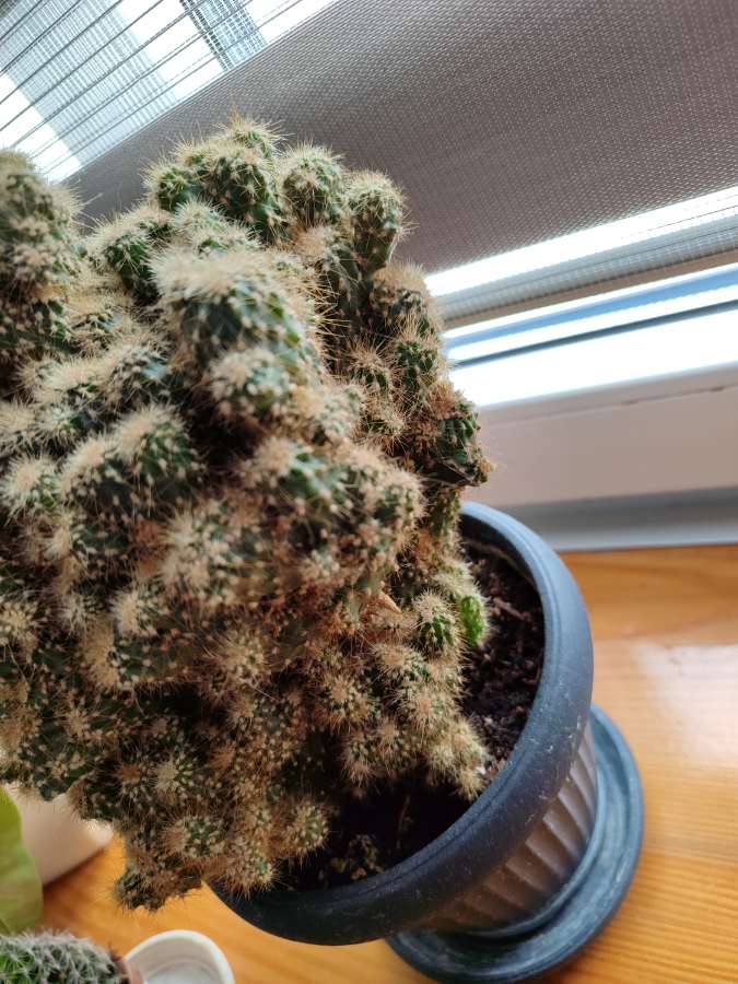 Kaktus monstruosa 4