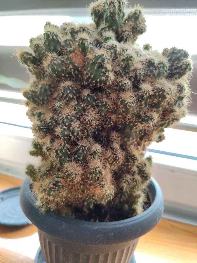 Kaktus monstruosa 2