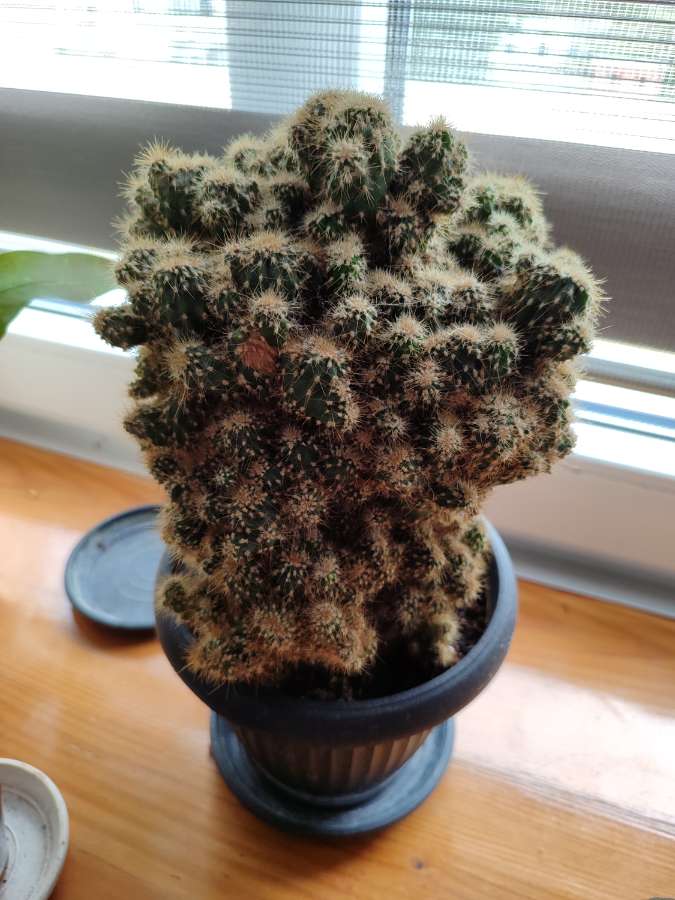 Kaktus monstruosa 3