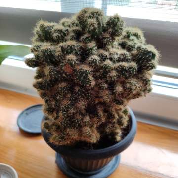 Kaktus monstruosa