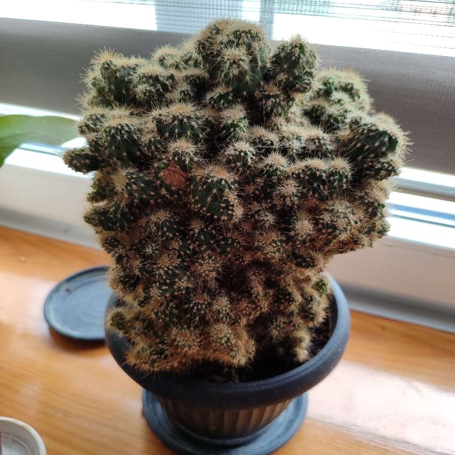 Kaktus monstruosa