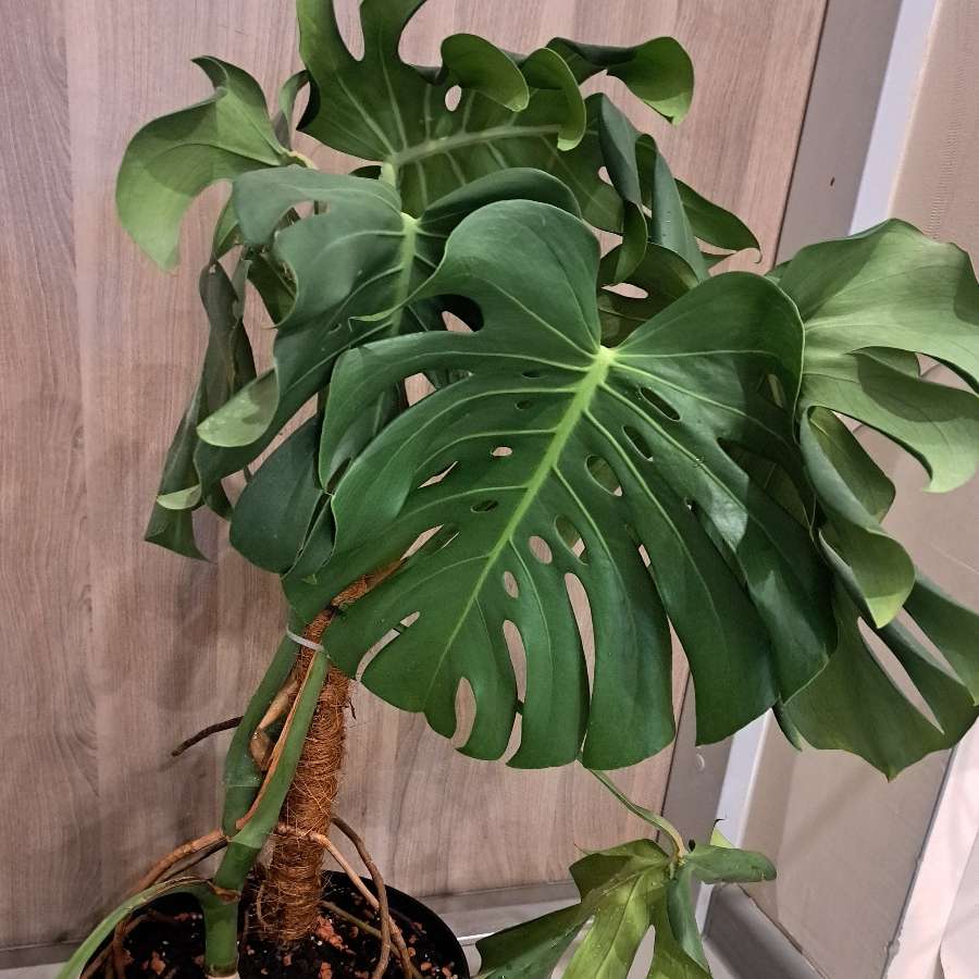 Monstera Deliciosa