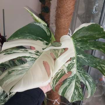 Monstera Variegata