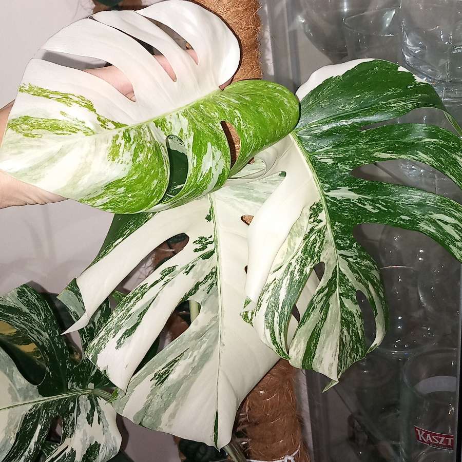 Monstera Variegata