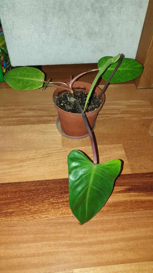 Filodendron, najprawdopodobniej Czerwieniejący 2