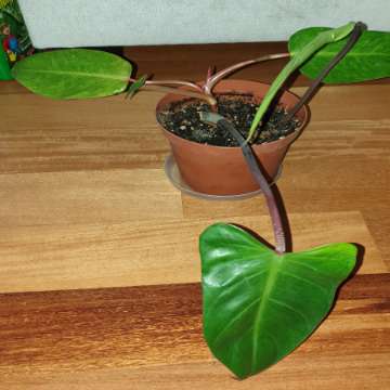 Filodendron, najprawdopodobniej Czerwieniejący