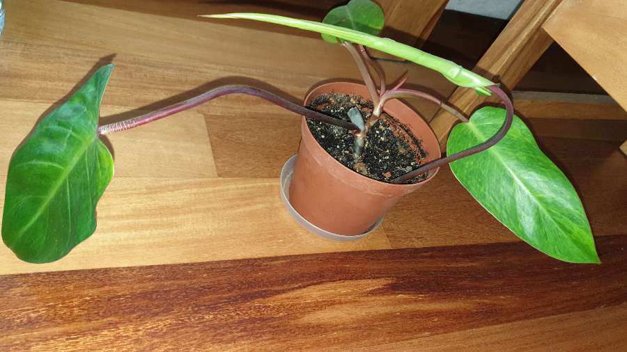 Filodendron, najprawdopodobniej Czerwieniejący 3