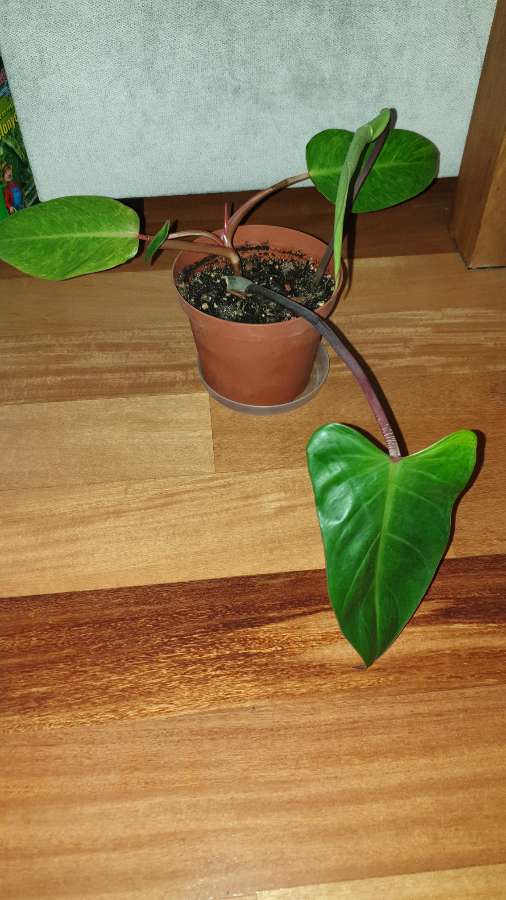 Filodendron, najprawdopodobniej Czerwieniejący 4