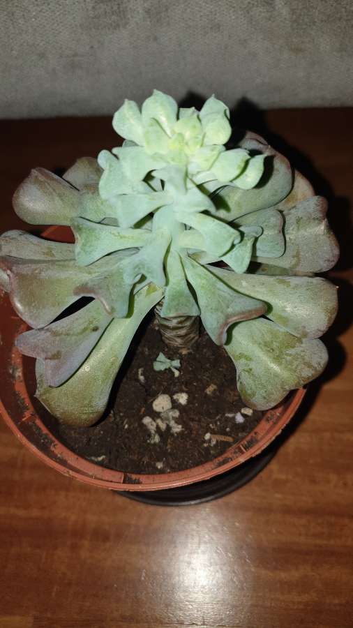 Eszeweria,  esheveria 3