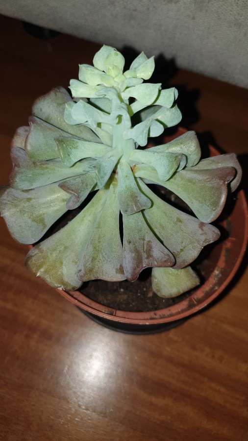 Eszeweria,  esheveria 2