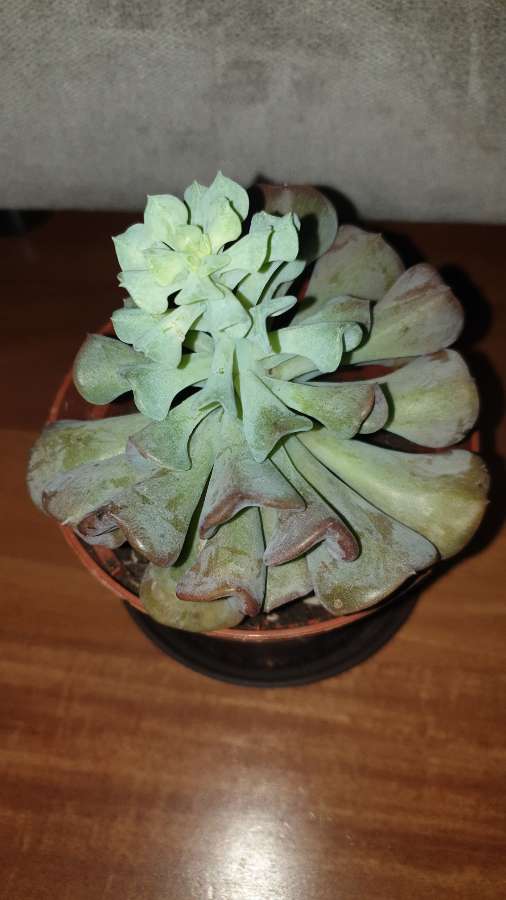 Eszeweria,  esheveria 4