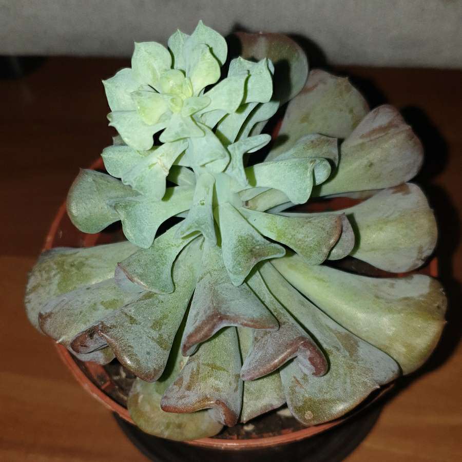 Eszeweria,  esheveria