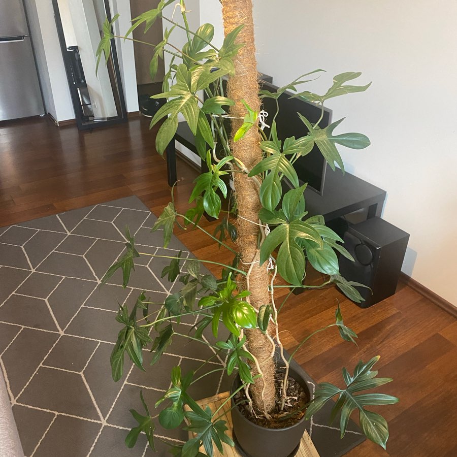 philodendron pedatum