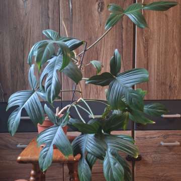 Filodendron florida ghost