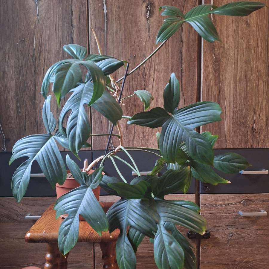 Filodendron florida ghost