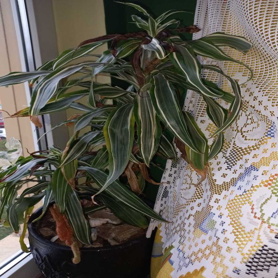 Dracena