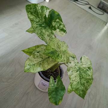 Bulwa Alokazja Odora Batik Variegat
A