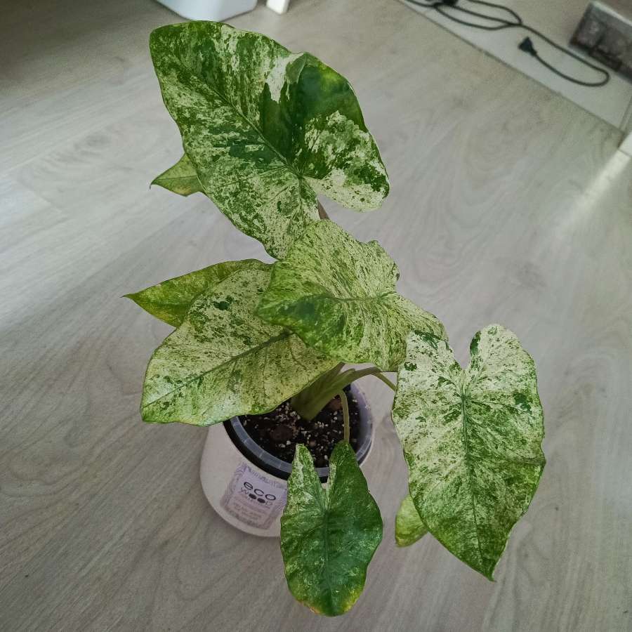 Bulwa Alokazja Odora Batik Variegat
A