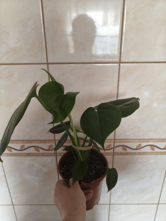 Monstera deliciosa 2