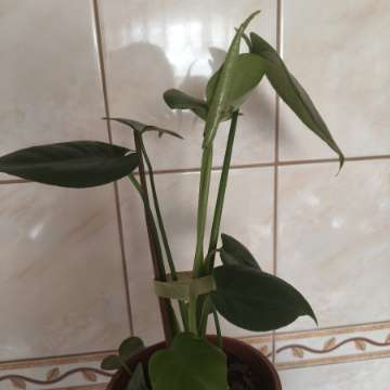 Monstera deliciosa