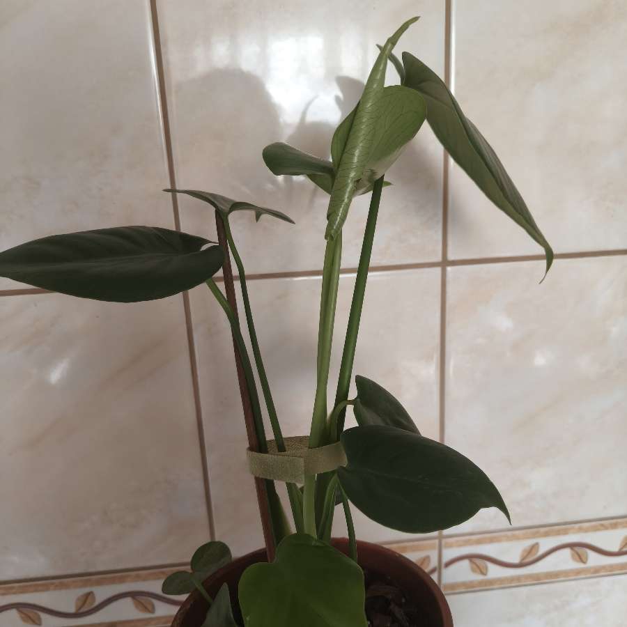 Monstera deliciosa