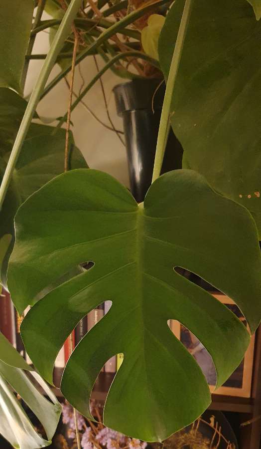Monstera 2