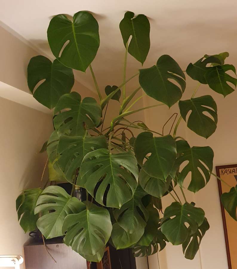 Monstera 4