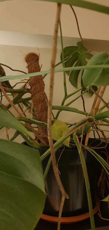 Monstera 3