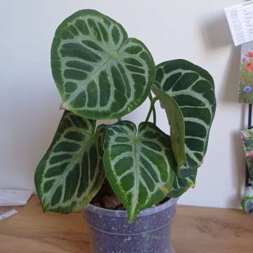 Anthurium Silver Blush