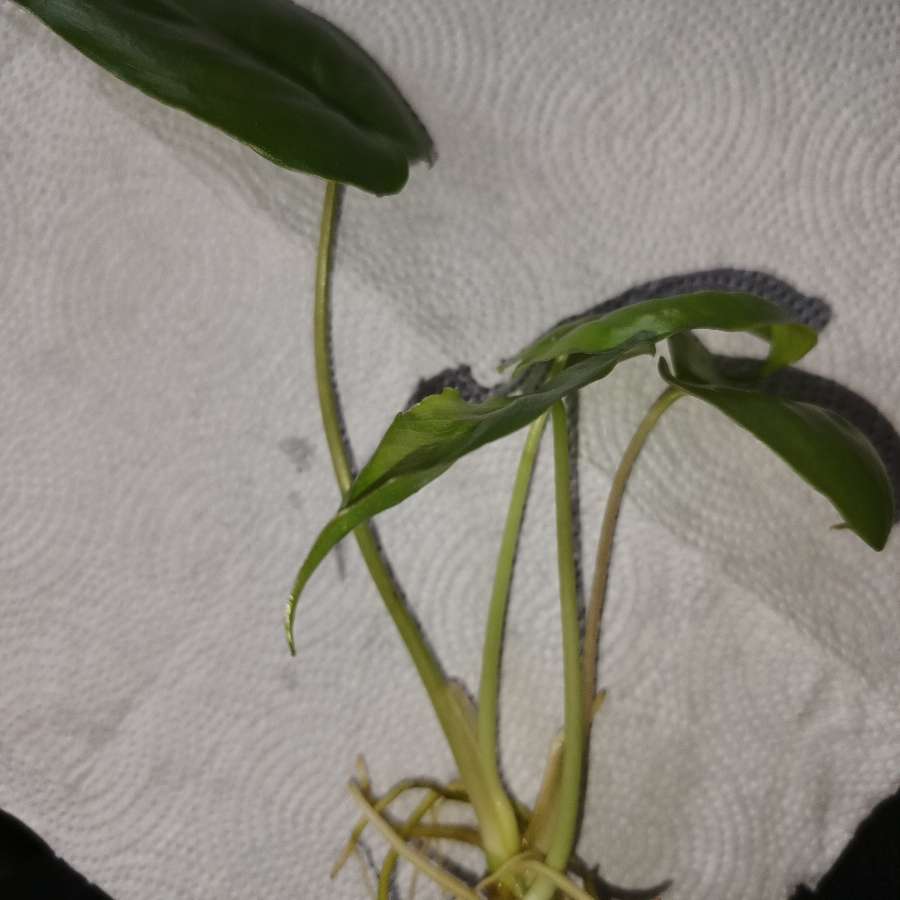 Filodendron Burle Marx Variegata