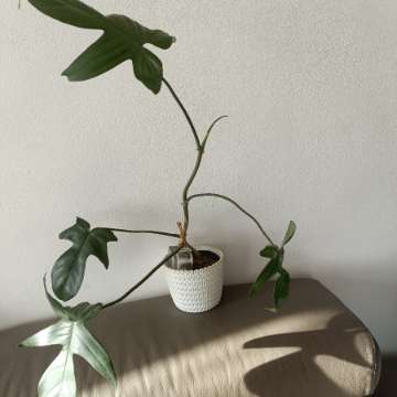 Filodendron