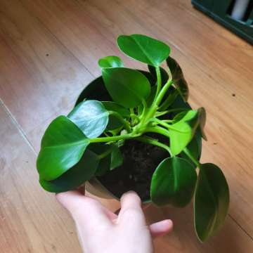 Philodendron green princess