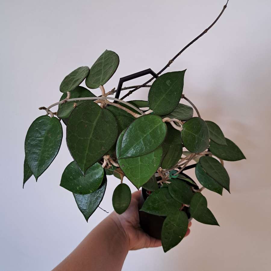 Hoya sp anjuk ladang